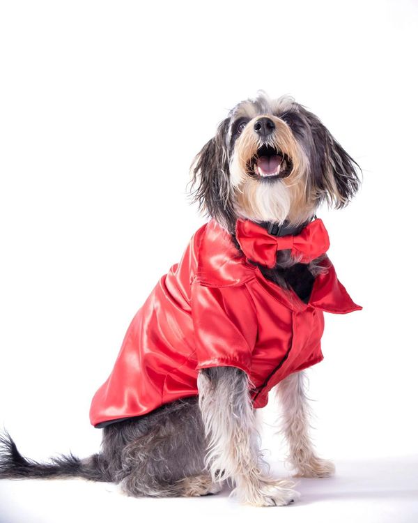 The Posh Pet Boutique Dog Clothes, Dog Boutique